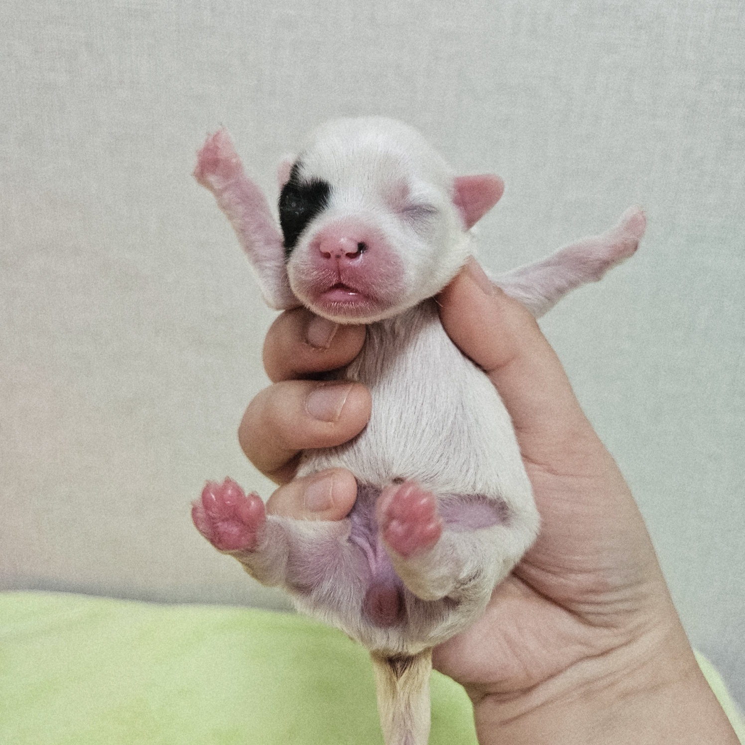 종료(기증) 믹스견…